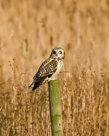 Short-eared Owl