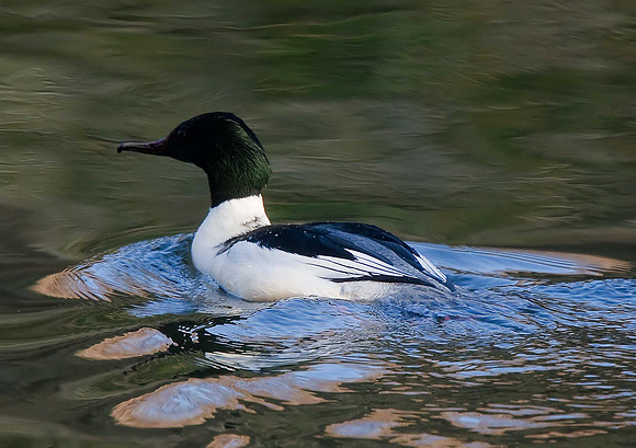 Goosander