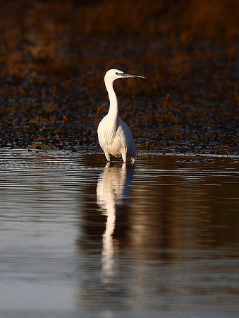 Little Egret