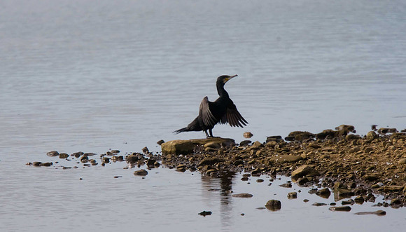Cormorant