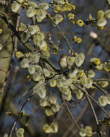 Chiffchaff