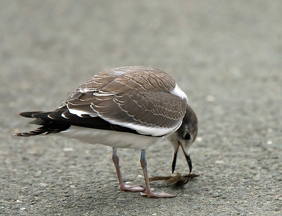 Sabine's Gull