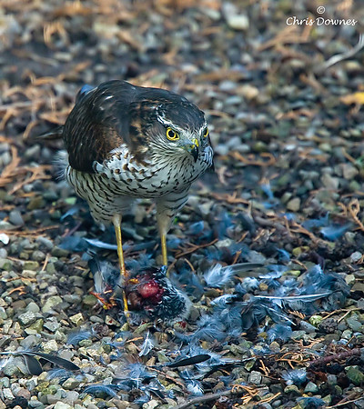 Sparrowhawk