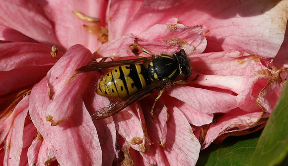 Wasp