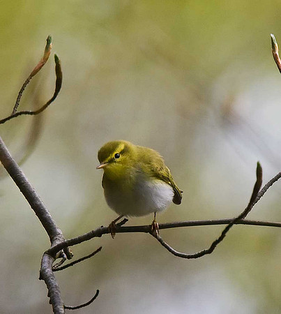 Wood Warbler