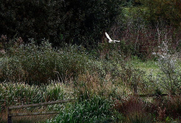 Barn Owl