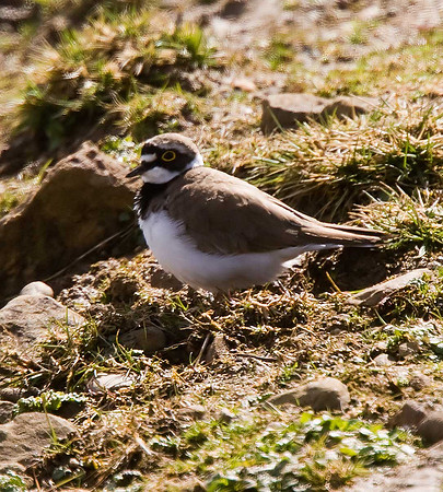 Little Ringed Plover
