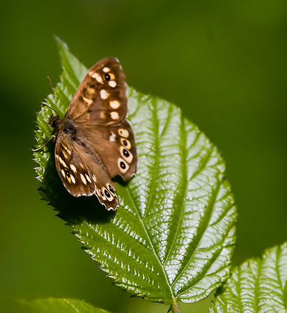 Speckled Wood