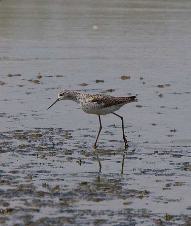 Marsh Sandpiper