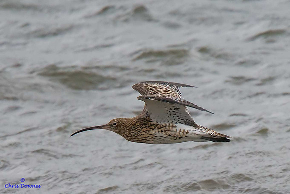 Curlew