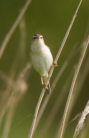 Sedge Warbler