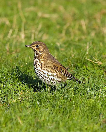 Song thrush