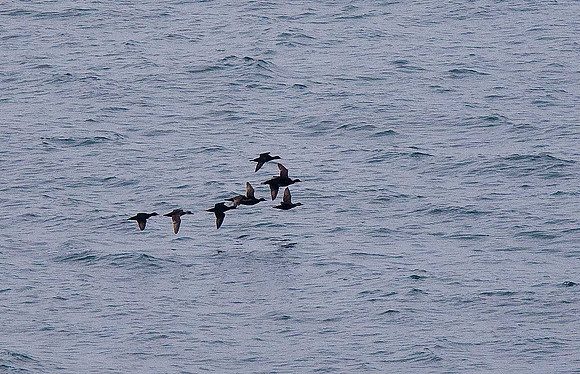 Common Scoter