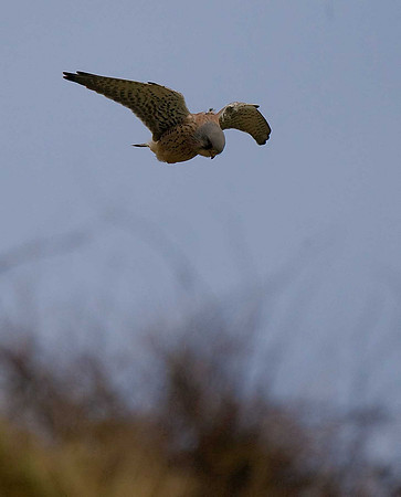 Kestrel