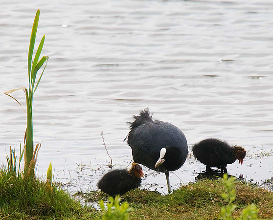 Coot