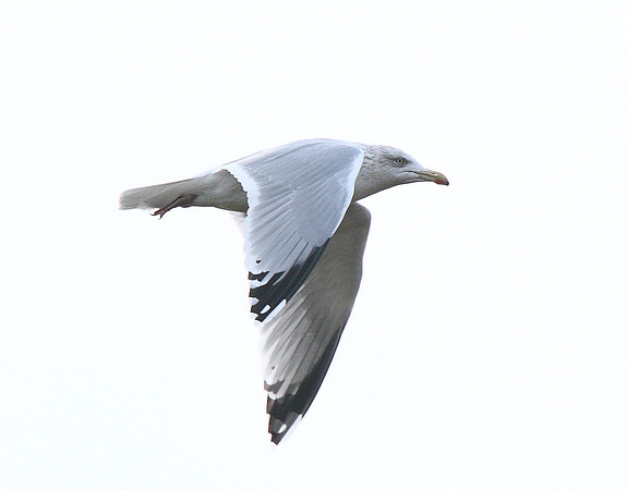 Herring Gull