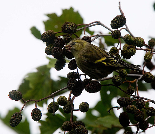 Siskin