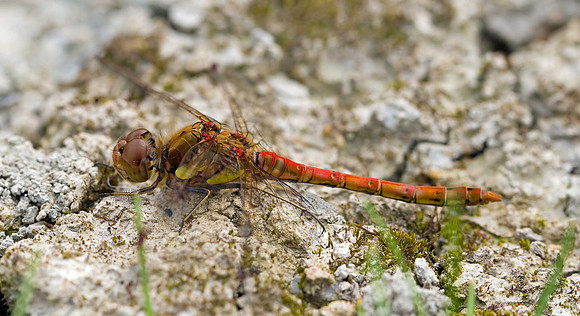 Common Darter