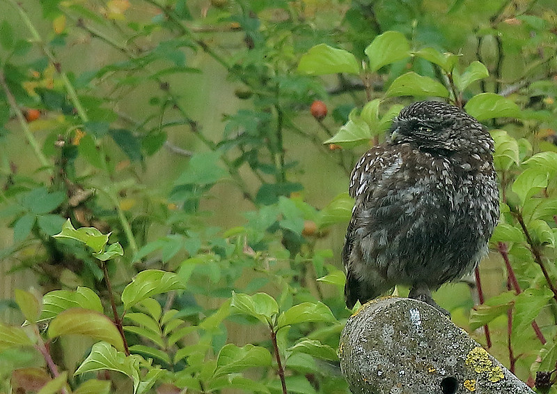 Zenfolio | Chris Downes' Focus on Birds | Blog
