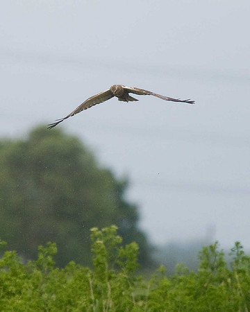 Marsh Harrier