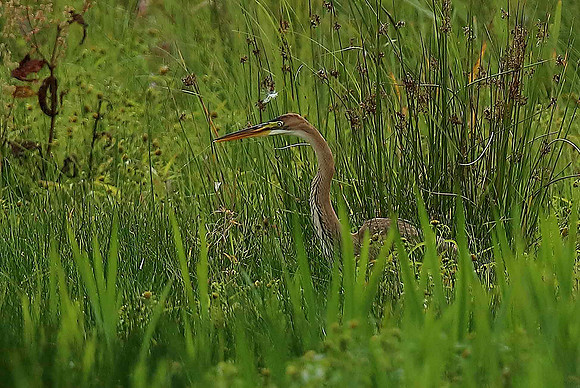 Purple Heron
