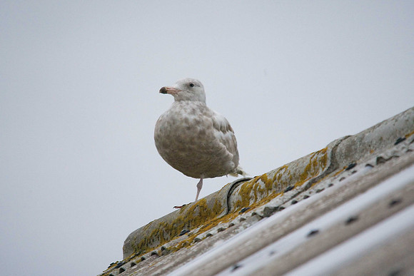 Glaucous Gull