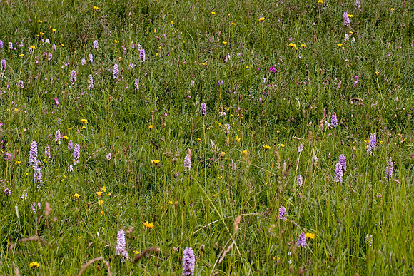 Common Spotted Orchids plus 1 pyramidal. WQ