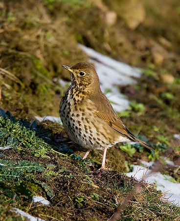 Song Thrush