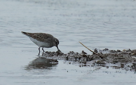 White-rumped sandpiper