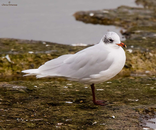 Mediterranean Gull