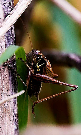 Cricket