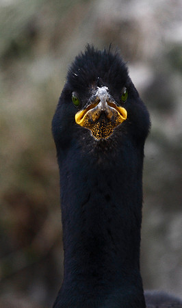 Shag