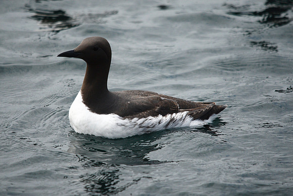 Guillemot
