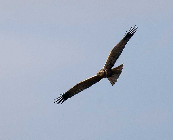 Marsh Harrier