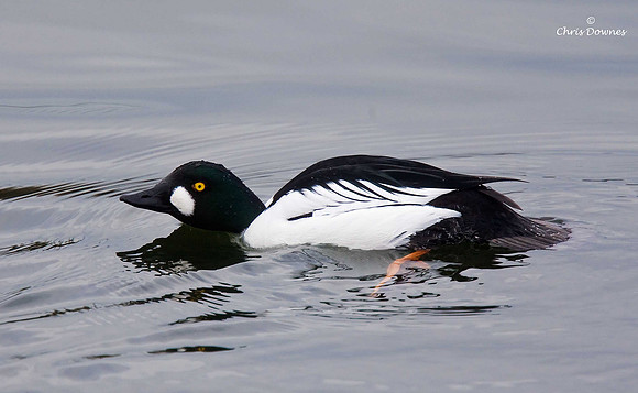 Goldeneye