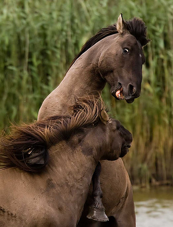 Konik Ponies