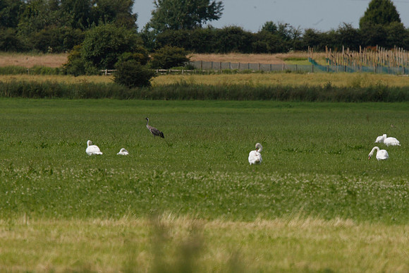 Common Crane