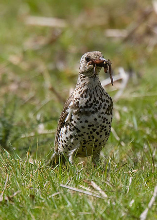 Mistle Thrush
