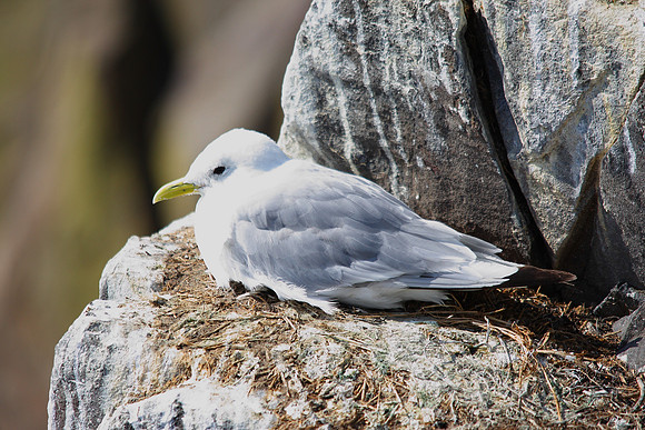 Kittiwake