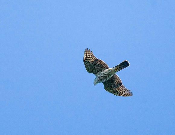Sparrowhawk