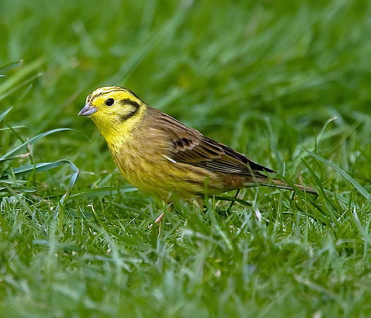Yellowhammer