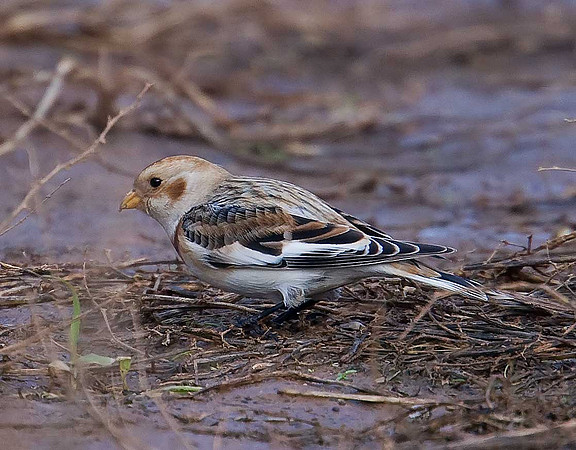 Snow Bunting