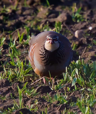 Red-legged Partridge