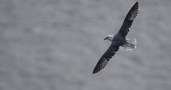 Fulmar