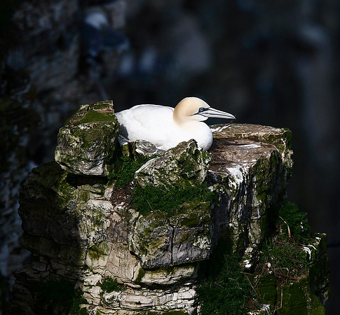 Gannet
