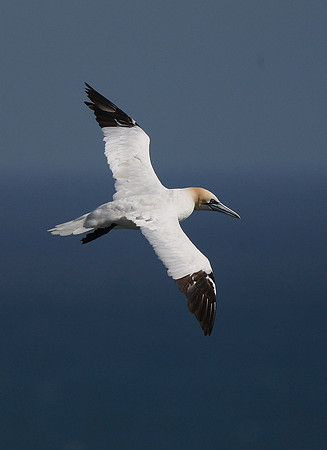 Gannet