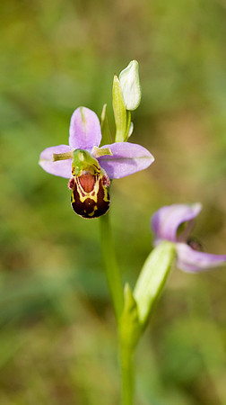 Bee Orchid BMQ