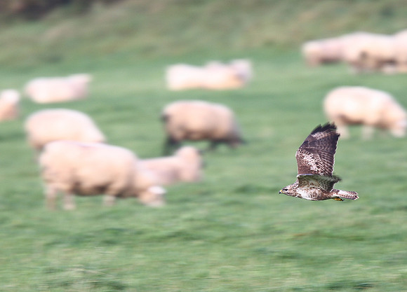 Common Buzzard