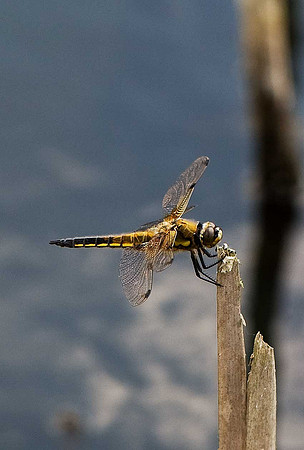 Four-spotted Chaser