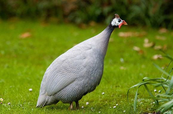 Guinea Fowl